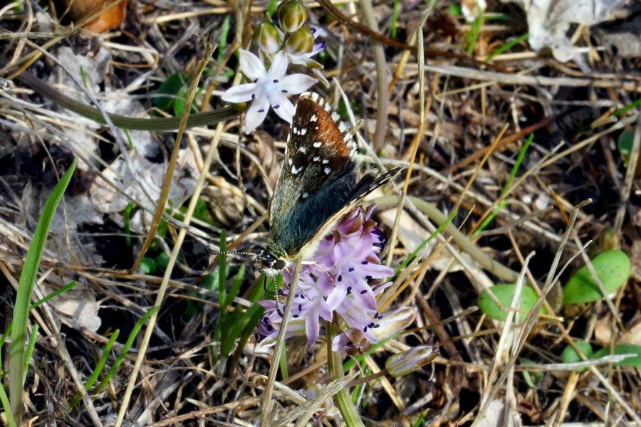 Farfalla Hesperiidae da specificare